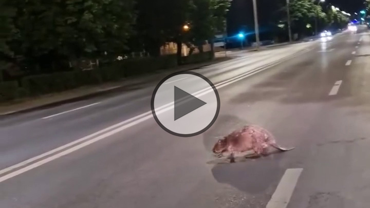 Castor surprins de un șofer și soția lui pe un bulevard din Baia Mare (VIDEO)