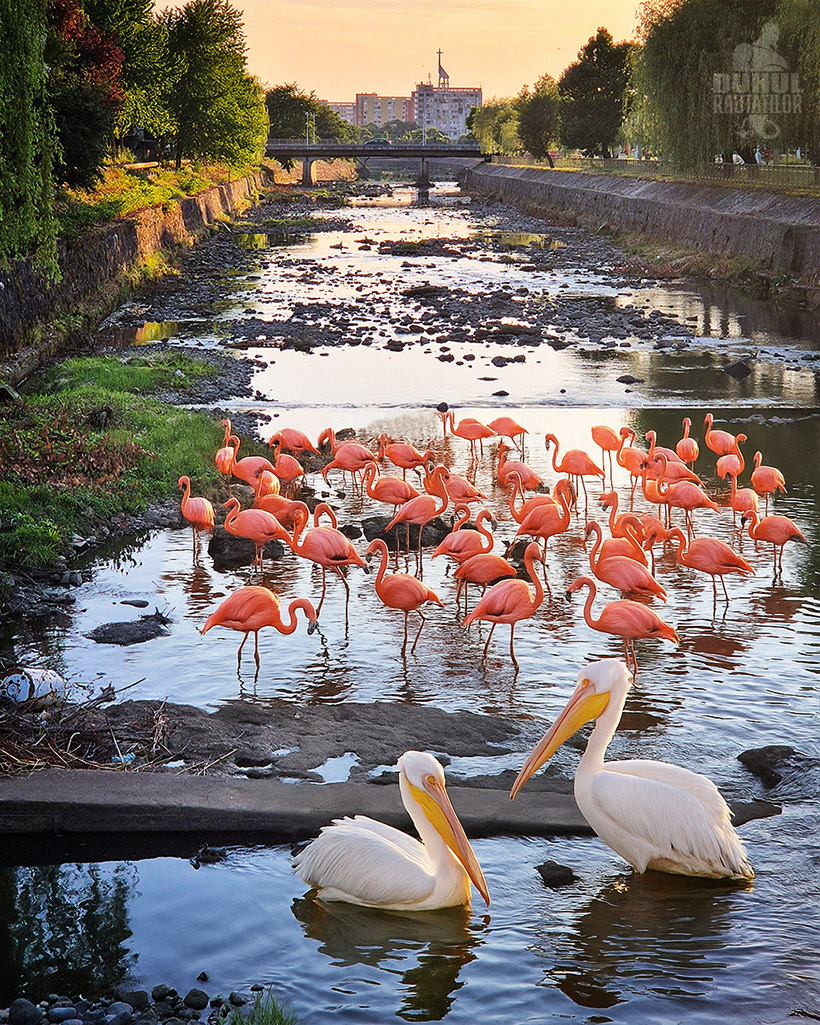 Flamingos și pelicani pe râul Săsar din Baia Mare